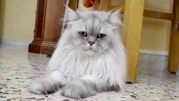silver cat names