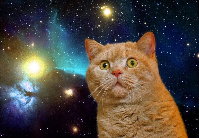 135 Space Names for Cats: Stellar Feline Name Ideas! | PetPress