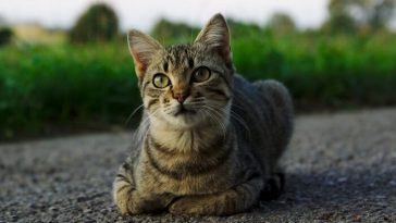stray cat names