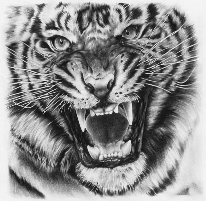12+ Top Tiger Tattoo Drawings of 2020 PetPress