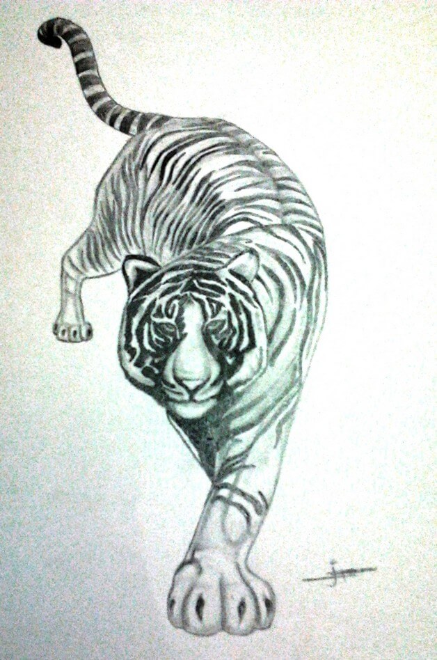 tiger body drawing