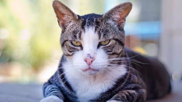 tough cat names