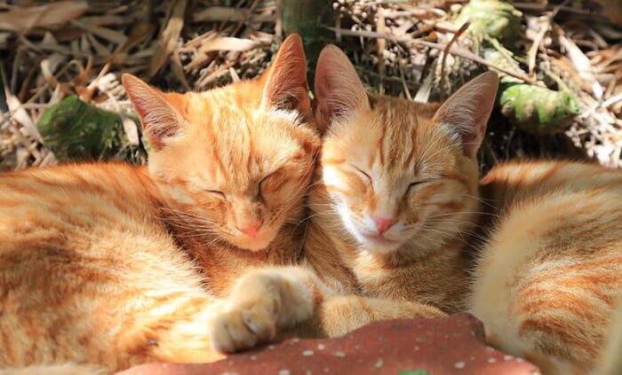 250 Twin Cat Names Names For Pairs Of Cats Petpress