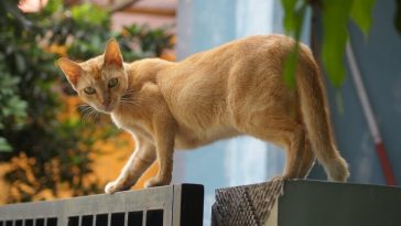 yellow cat names