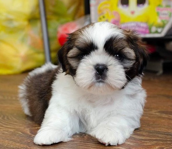 14 Pros and Cons of Shih Tzu | PetPress