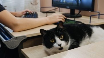 150+ Gamer Cat Names - List of Gaming-Influenced Cat Name Ideas