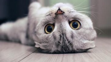 Scottish Fold Cat