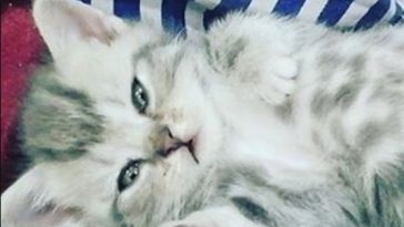adorable cat