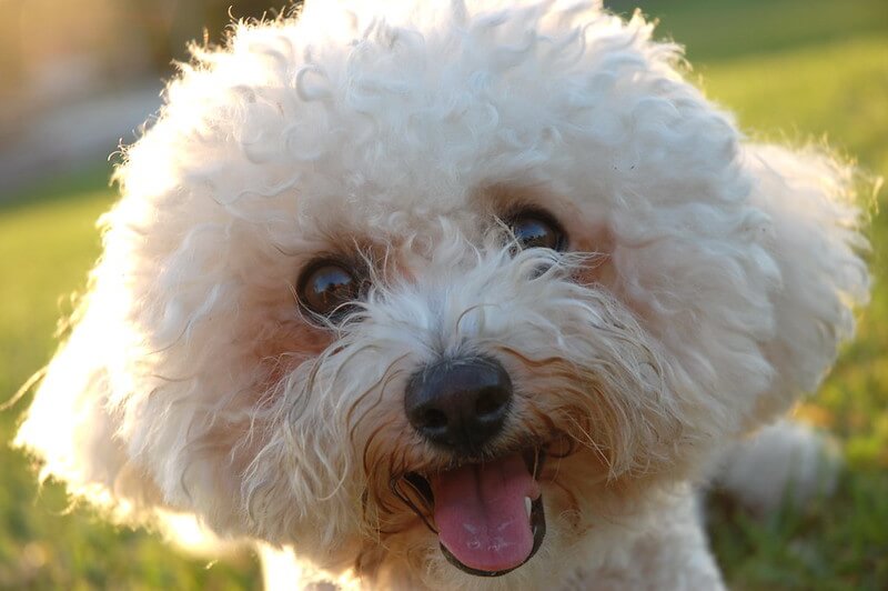 230 Best Curly Haired Dog Names PetPress