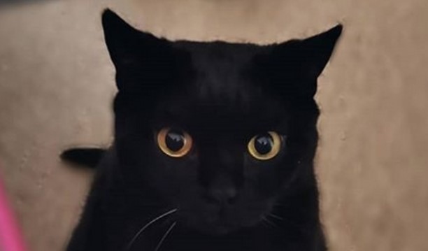 90+ Best Dark Cat Names | PetPress