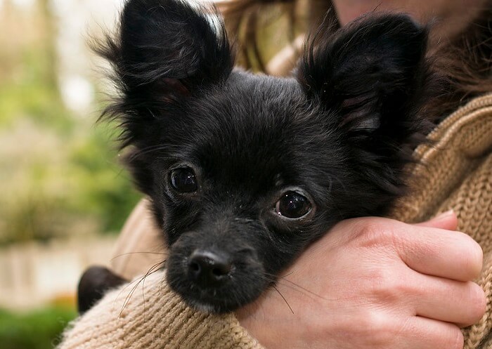 Black Chihuahua Names: 65 Best Names for Black Chihuahuas - PetPress