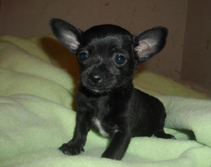 Black Chihuahua Names: 65 Best Names for Black Chihuahuas | PetPress