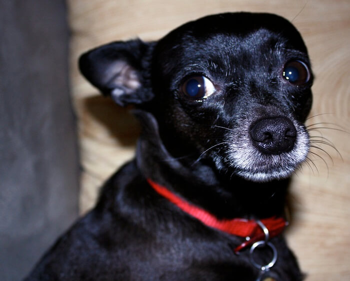 black chihuahua teddy