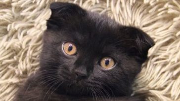 black kitty