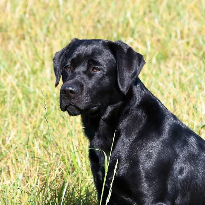 500 Black Lab Names - Popular Male and Female Names | PetPress