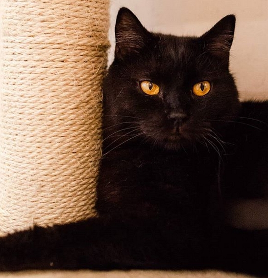 Top 40 Funny Nerdy Cat Names PetPress