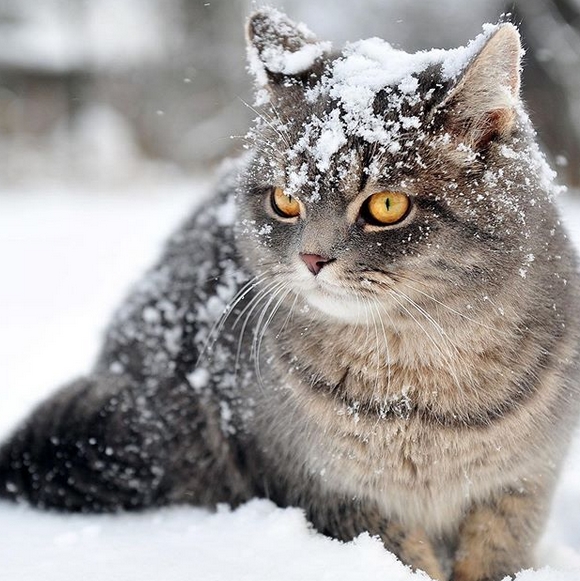 50-beautiful-winter-inspired-cat-names-petpress