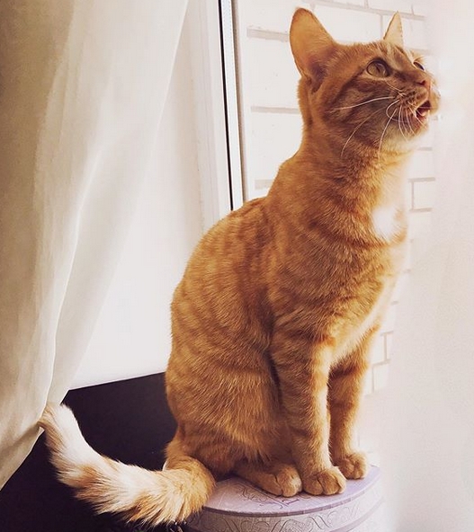 lost female orange tabby cat 73127