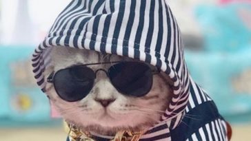 cat