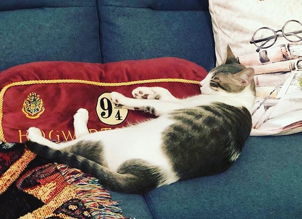 30+ Famous Female Cat Names Inspired by Harry Potter | PetPress