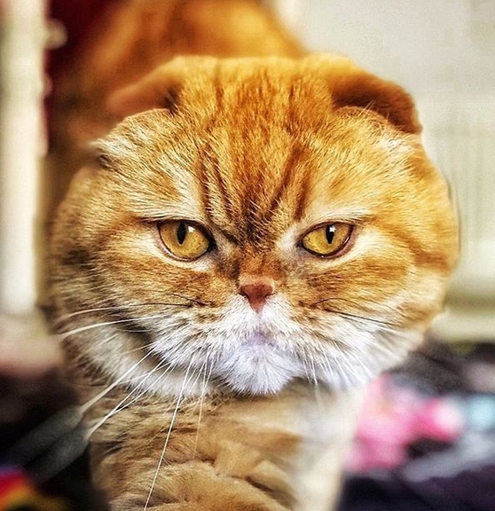 Top 75 Male Orange Tabby Cat Names | PetPress