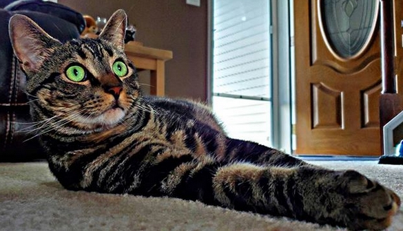 Top 75 Best Female Tiger Cat Names | PetPress