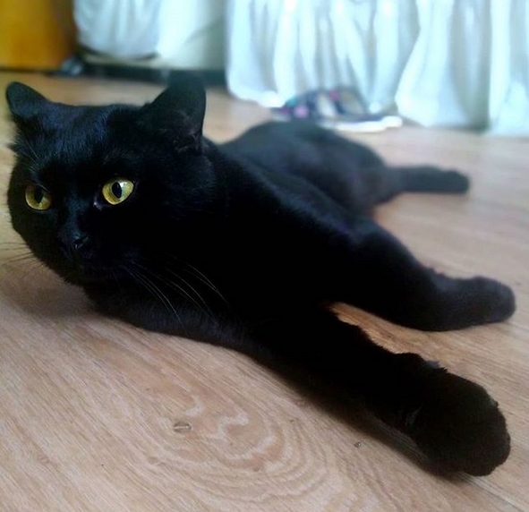 Top 135 Coolest Black Cat Names | PetPress