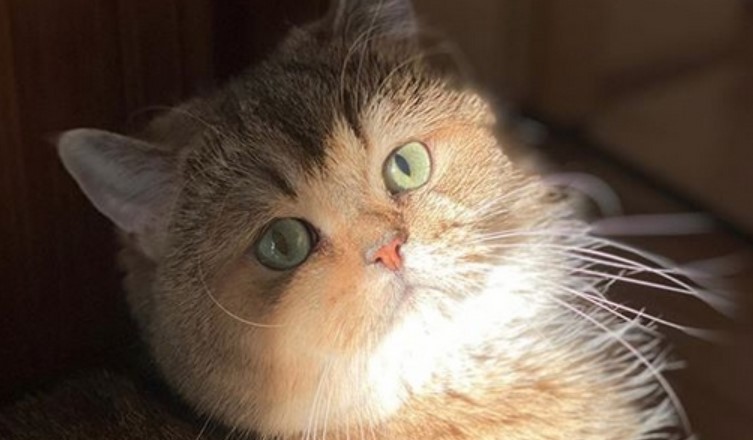 Top 35 Feisty Female Cat Names PetPress