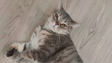 cat