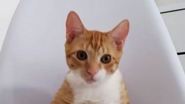 cat