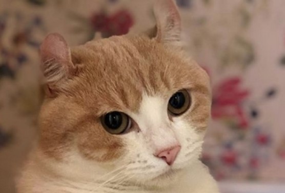 75 Male Sassy Cat Names Petpress