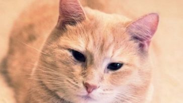 cat cute