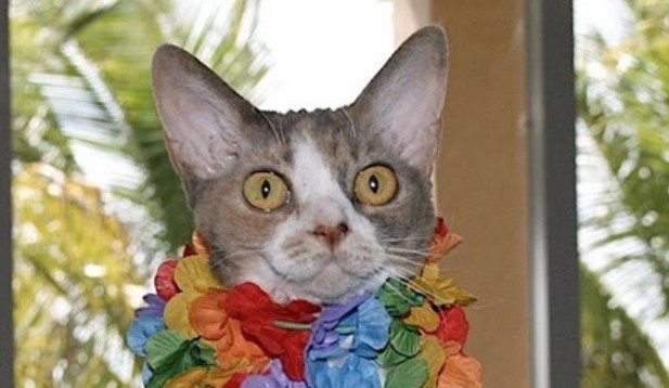 75+ Exotic Hawaiian Cat Names with Meanings | PetPress
