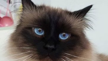 cat cute