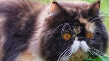 cat cute