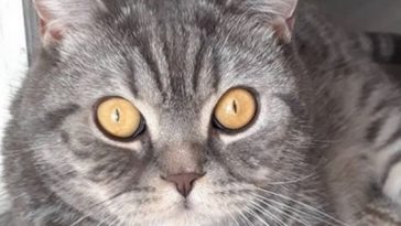 cat eyes