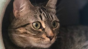 cat eyes