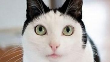 cat eyes