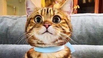 cat eyes