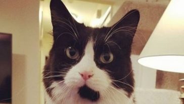 cat male