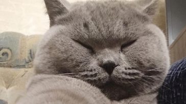 cat sleep