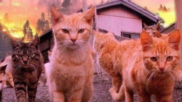 170 Best Himalayan Cat Names For Your Kitten | PetPress
