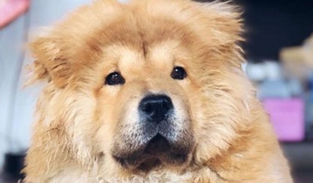 famous chow chow