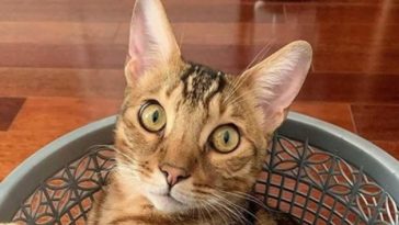 curious cat