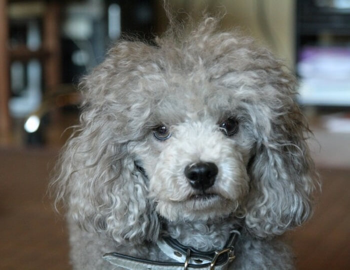 curly hair dog names