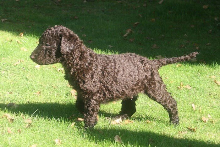 230 Best Curly Haired Dog Names PetPress