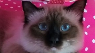 cute cat