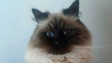 cute cat
