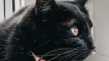 cute cat