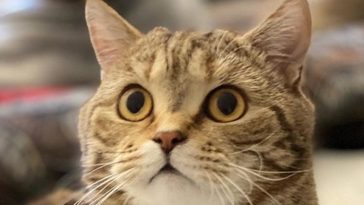 cute cat